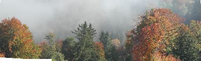 Uetliberg-Wald im Nebel