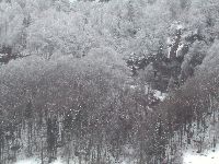 Schnee Wald grau
