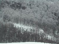 Schnee Wald grau