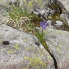 25.7.: Blumenschmuck