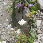 25.7.: Steingarten