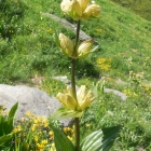 26.7.: Tüpfel-Enzian