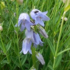 26.7.: Glockenblume