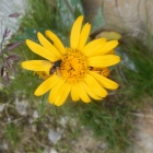 26.7.: auch hier Besuch