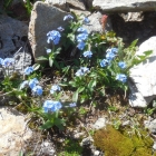 27.7.: Blümchen