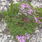 29.7.: Blümchen