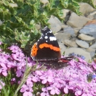 29.7.: Blümchen mit Besuch