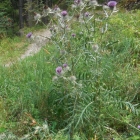 31.7.: Distel