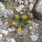 12.8.: zarte Blümchen