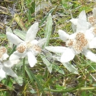 2.8.: Wenn Kalk, dann Edelweiss