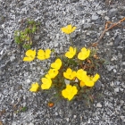 3.8.: Rhätischer Alpen-Mohn - eine echte Rarität