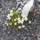 3.8.: Schotter-Garten