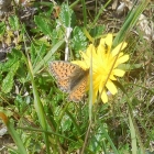 3.8.: Blume mit Besuch