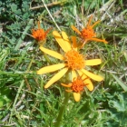 3.8.: schöne Farbe