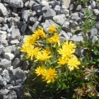 5.8.: Blumenstrauss (nicht zum Mitnehmen!)