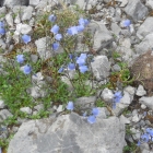 5.8.: Glockenblumen