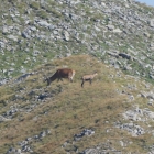 6.8.: auf der gleichen Weide