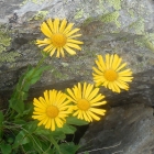 8.8.: Gärtchen