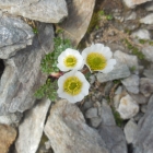 8.8.: Blümchen