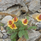 8.8.: Anemonen