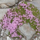8.8.: Alpen-Mannsschild