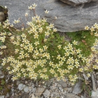 8.8.: Steingarten