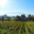 13.10.: Eingang Lavaux