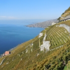 13.10.: Immer noch in den Weinbergen