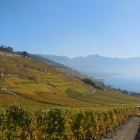 13.10.: Weinberge abgeerntet