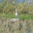 13.10.: Graureiher