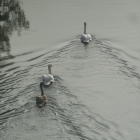 16.10.: Schwäne