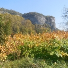 16.10.: Flanke der Rhône-Schlucht, mit etwas Distanz – und viel invasiven Neophyten (Japan-Knöterich) im Vordergrund