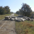 16.10.: ... den Damm pflegende Schafe