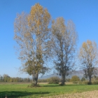 16.10.: Herbstbäume