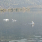17.10.: ... Schwäne