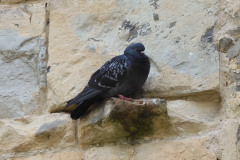 DSCN2090