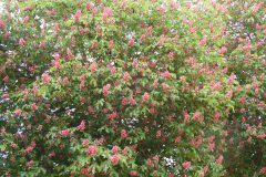 DSCN2104