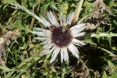 240906_1411_silberdistel_mit_besuch