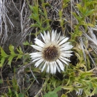 Silberdistel