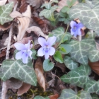 26.3.: Frühling am Uetliberg