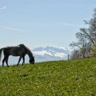 150422_19_pferd_glaernisch.jpg