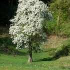22.4.: Sonntags-Bild: blühender Baum