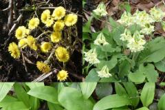 250330_uetli10_blumen_blaetter