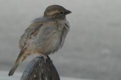 250405_spatz_hb_1
