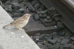 250405_spatz_hb_2