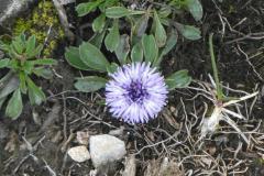 250528_weissenstein_herzblaettrige_kugelblume
