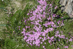 250618_blumen