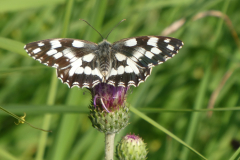 250703_schachbrett