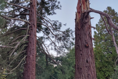 250919_fr_manegg_mammutbaum_nachblitz