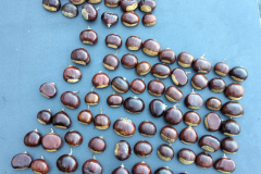 251007_edelkastanien